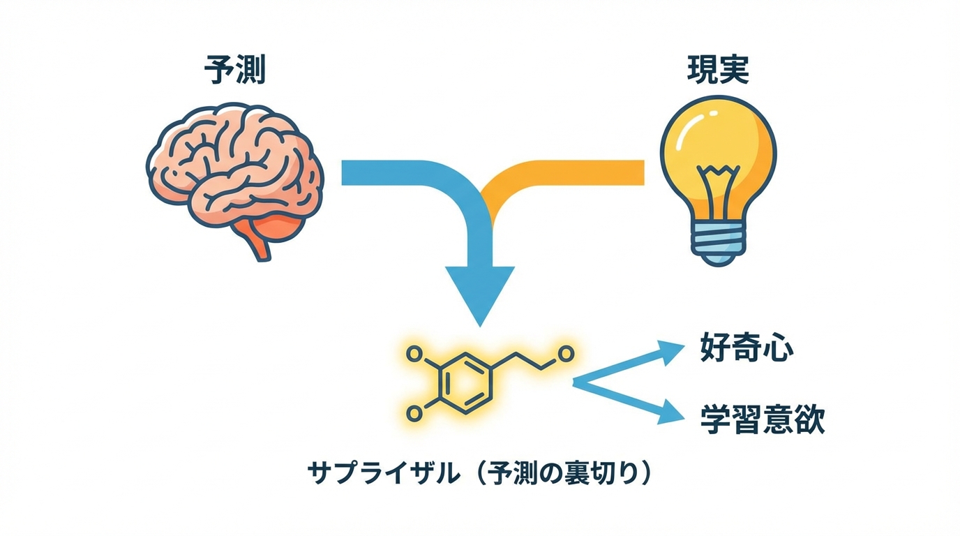 サプライザルが脳内でドーパミンを放出し、好奇心や学習意欲を高めるメカニズムを示した図解。